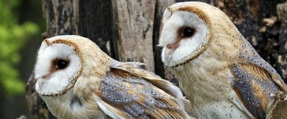 Photo of two barn owls